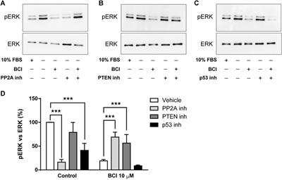 BCI, an inhibitor of the DUSP1 and DUSP6 dual specificity phosphatases, enhances P2X7 receptor expression in neuroblastoma cells